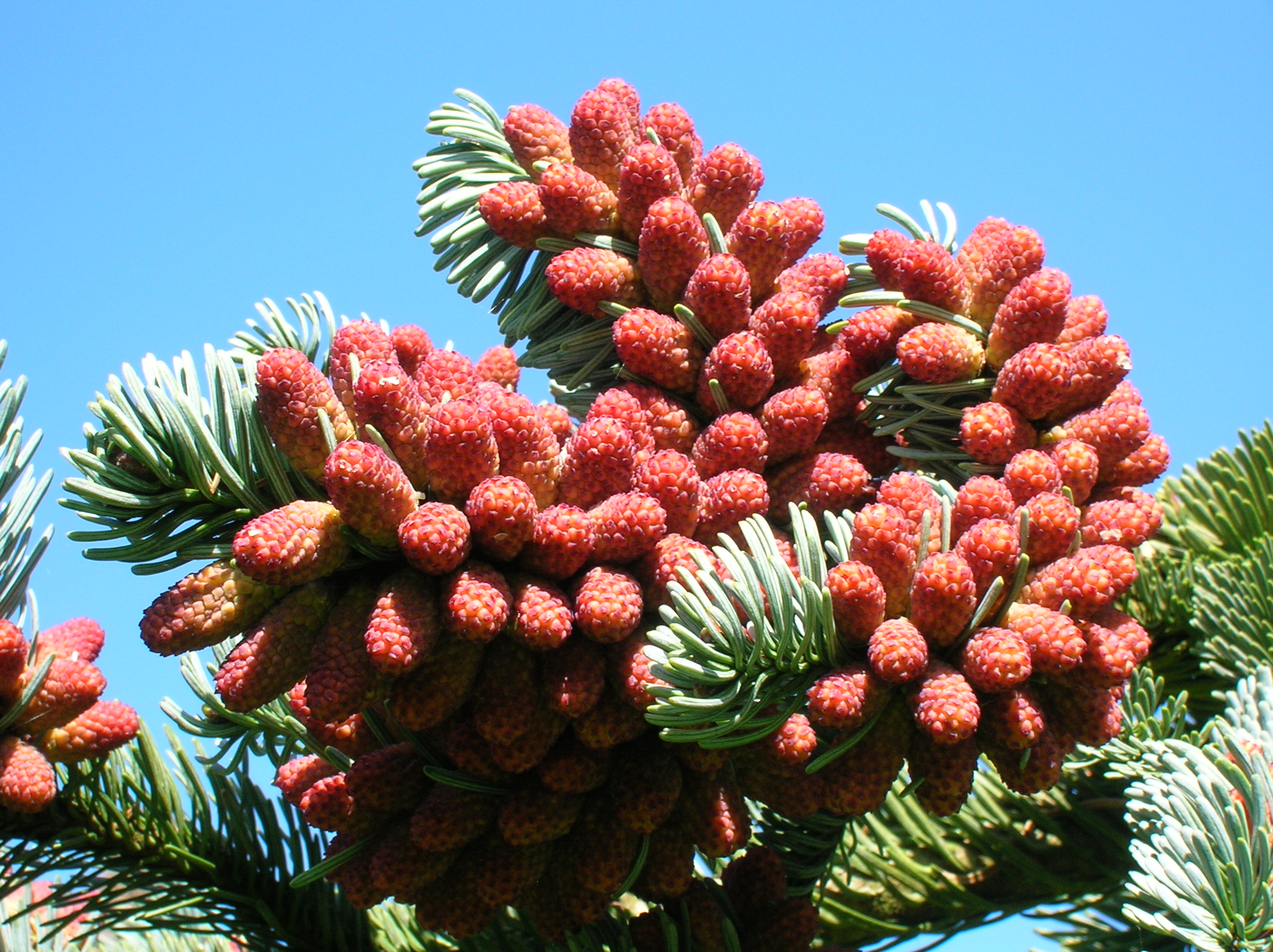 Noble Fir Plant Profile: Everything to Know about the Gorgeous