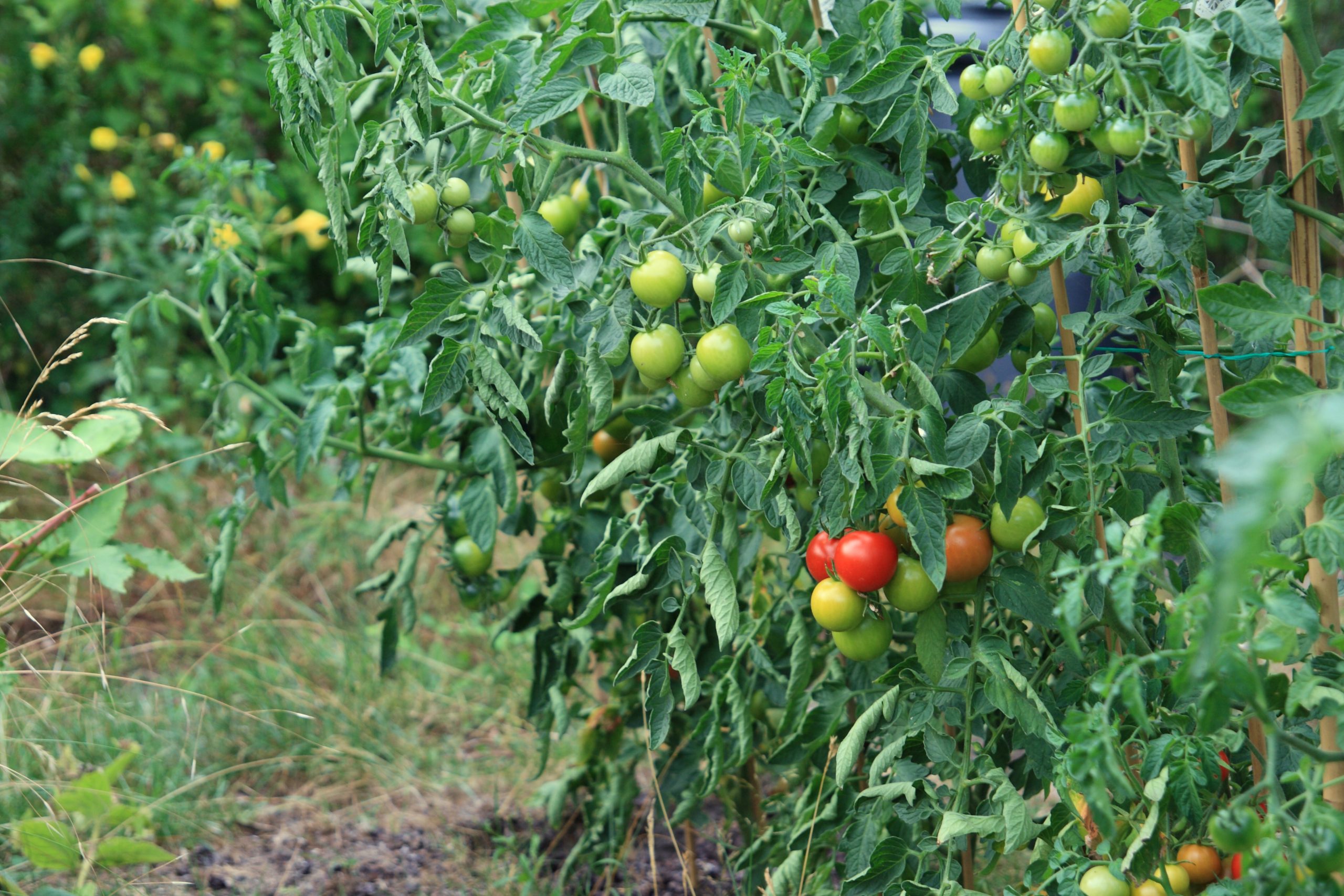 Early Girl Tomato Profile Caring for A Fastgrowing Plant to Yield a