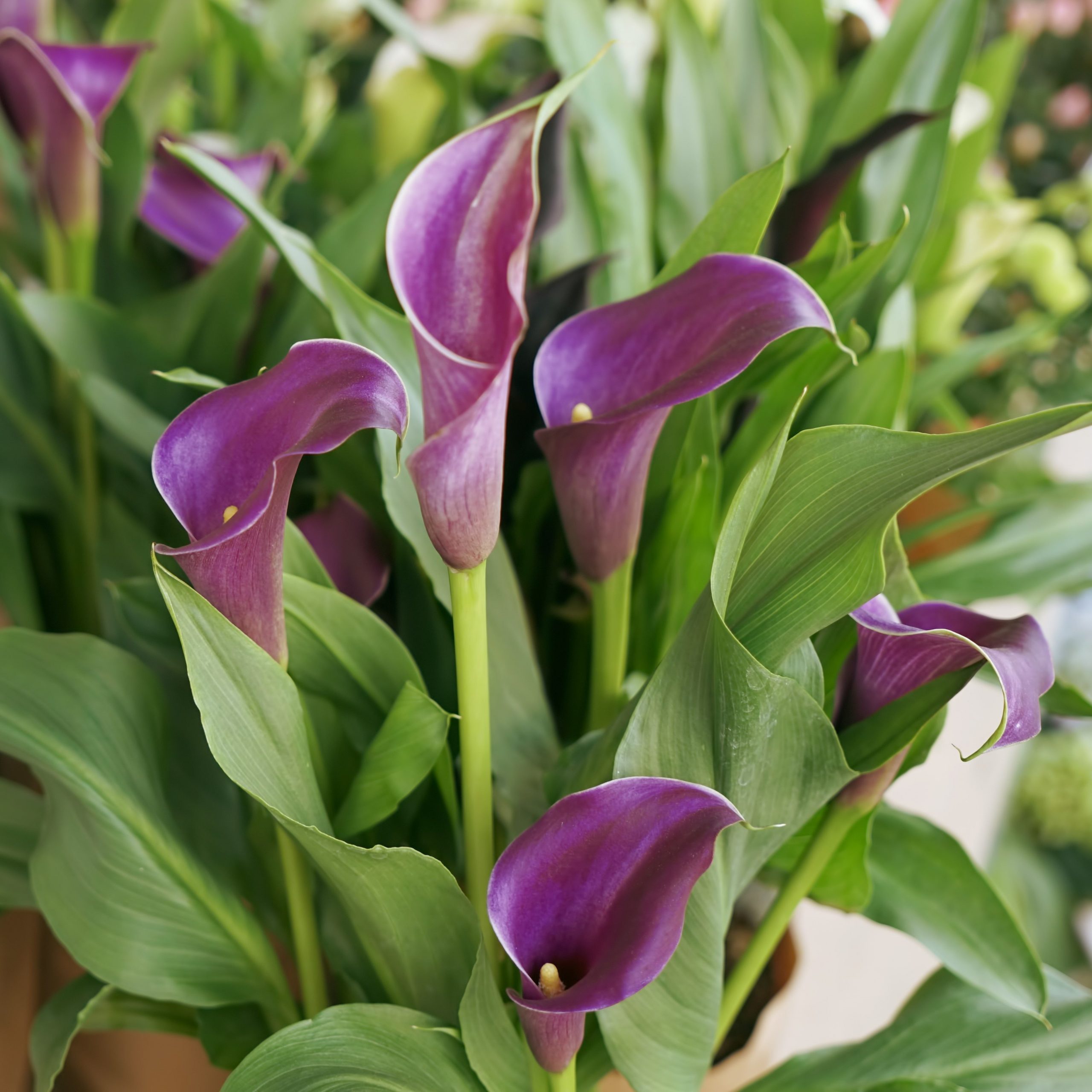 Calla Lily And Lily Of The Valley Bouquet at Benny Yeomans blog