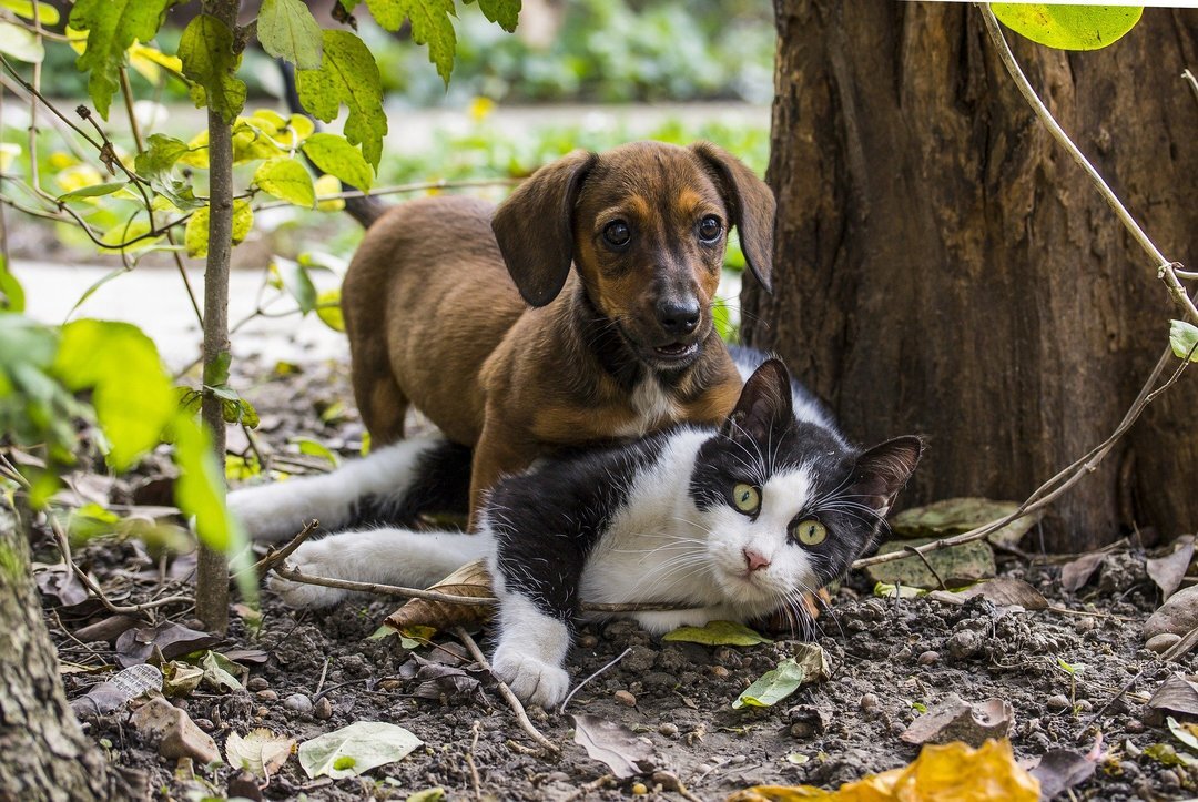 dogs and catnip