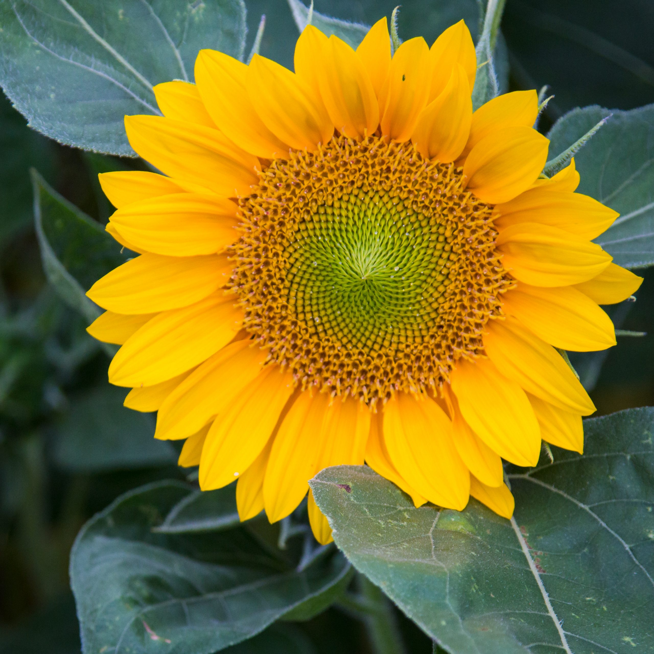 Sunflower: The Summer Plant with Tasty Seeds - GetRather.com