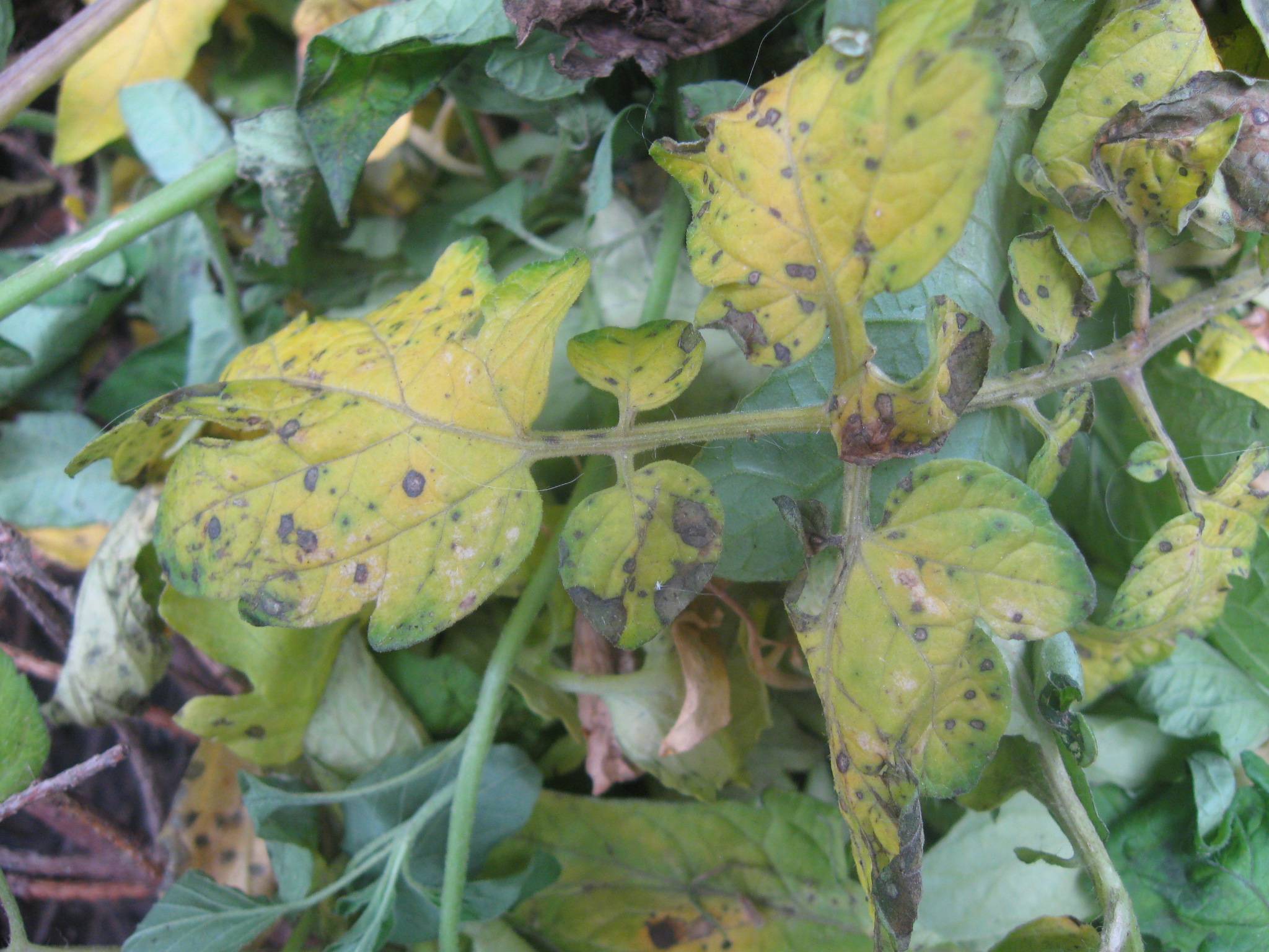 Septoria Leaf Spot Treatment To Save Your Tomatoes GetRather