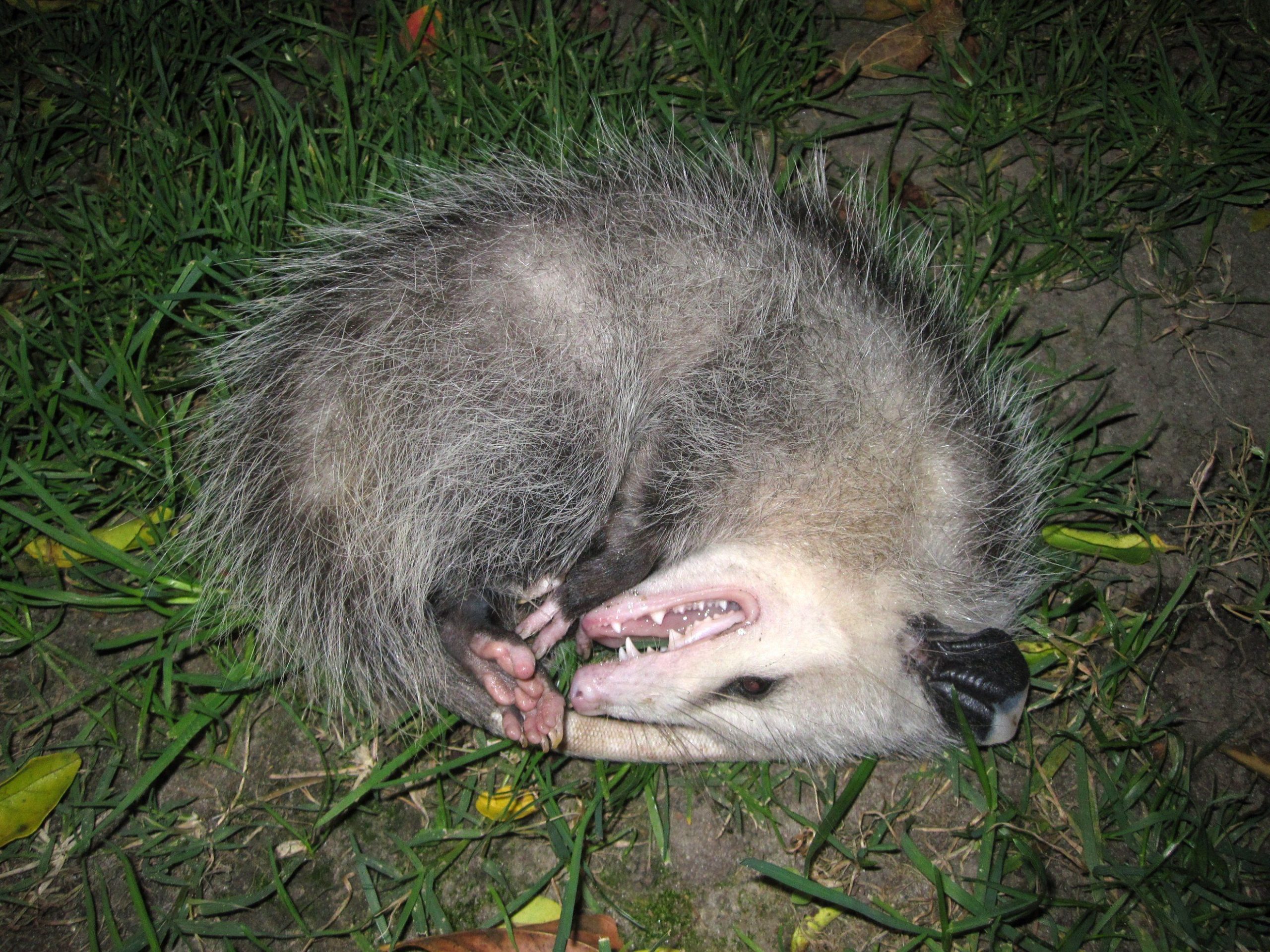 How to Get Rid of Possums without Breaking the Law