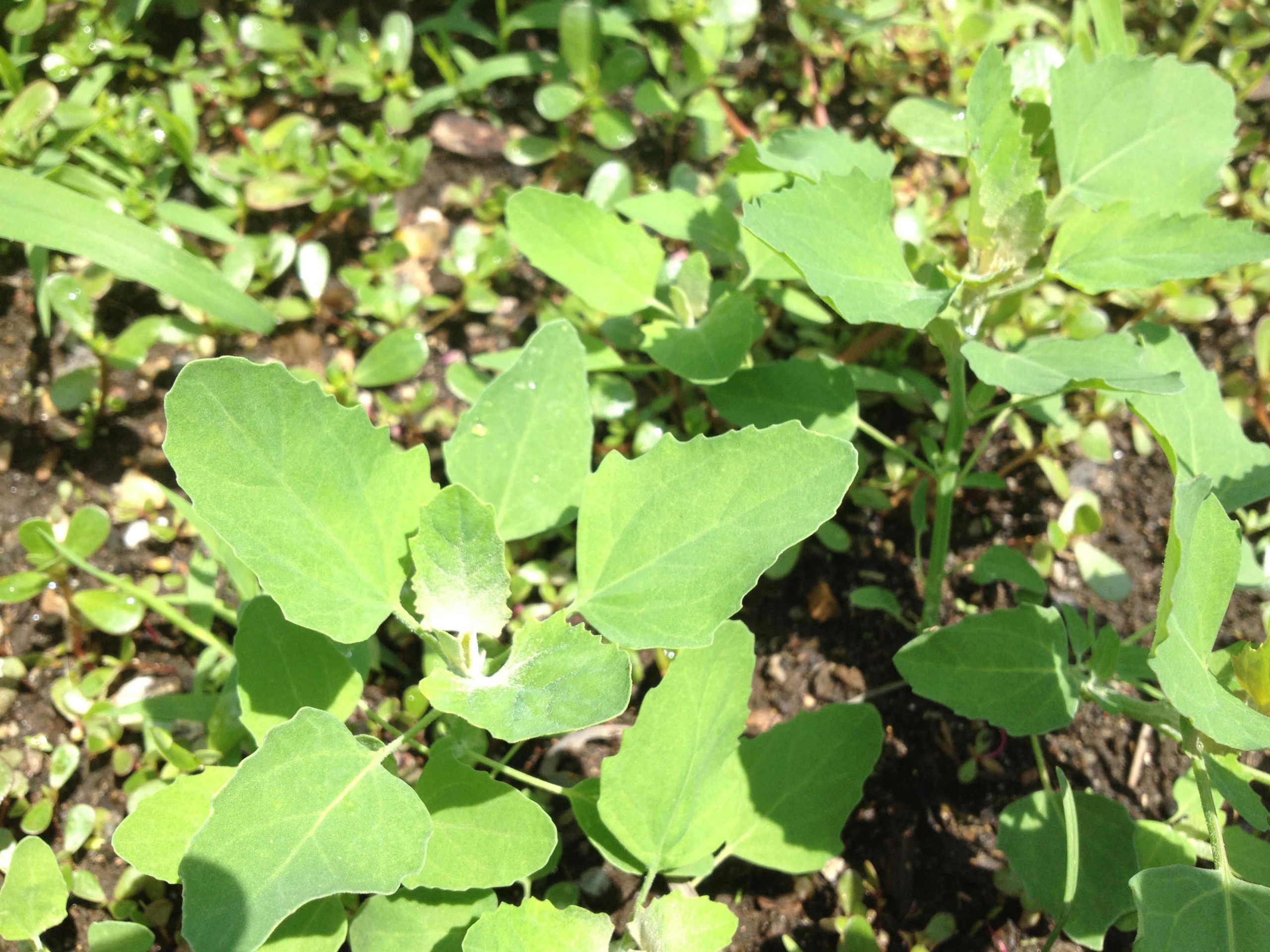 Lambsquarters Benefits, Nutrients, and Controlling Secrets