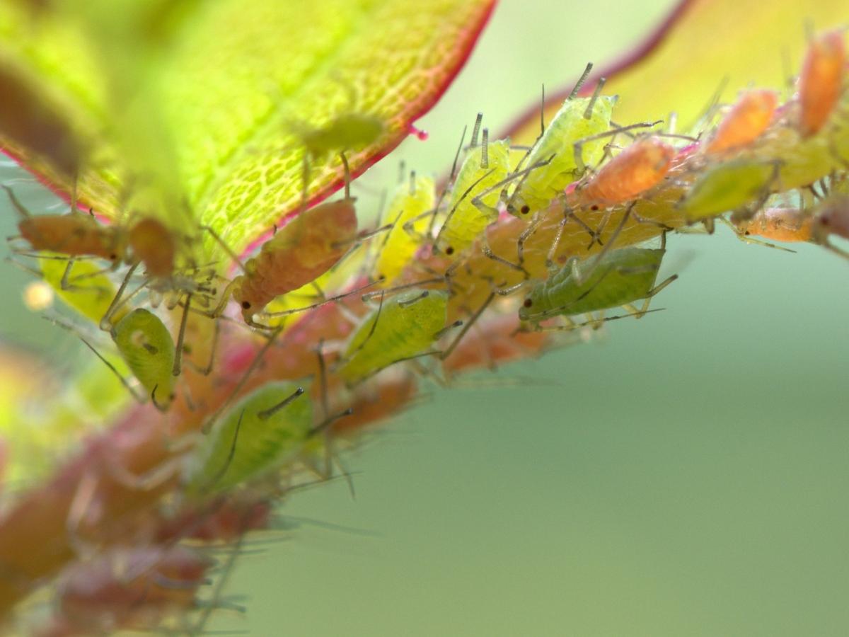 Root Aphids: How To Identify And Remove Them Properly