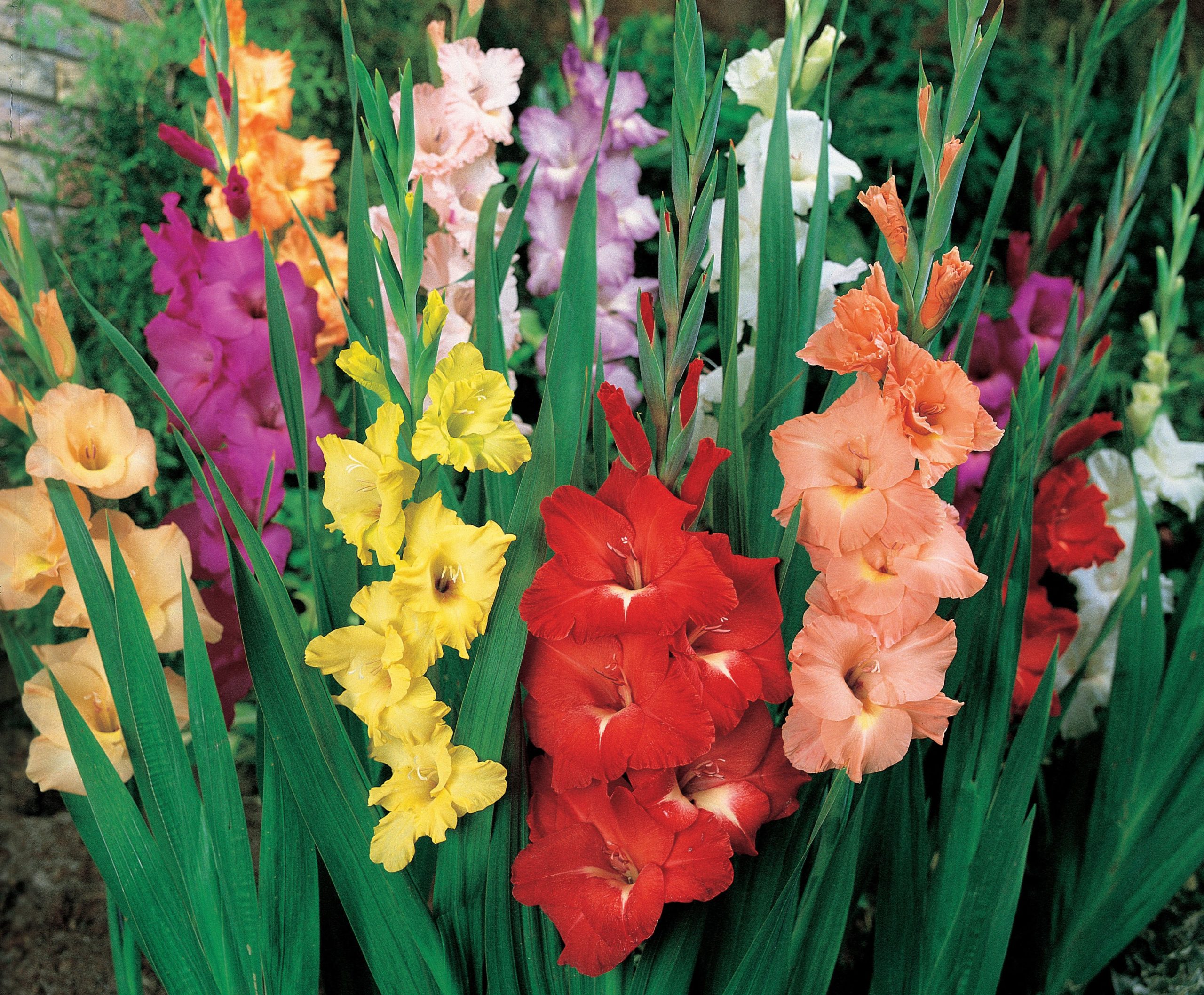Growing Gladiolus All You Need To Know