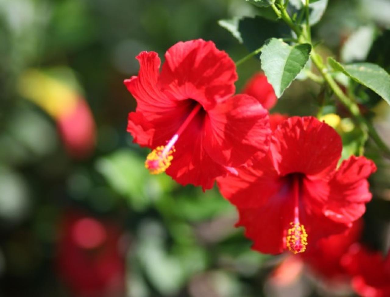 Growing Hibiscus Varieties Care Tips Growing Hibiscus Varieties Care Tips