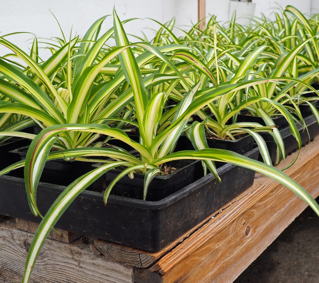 Spider Plant: The Origin, Varieties, Growing Tips, & Care - GetRather.com