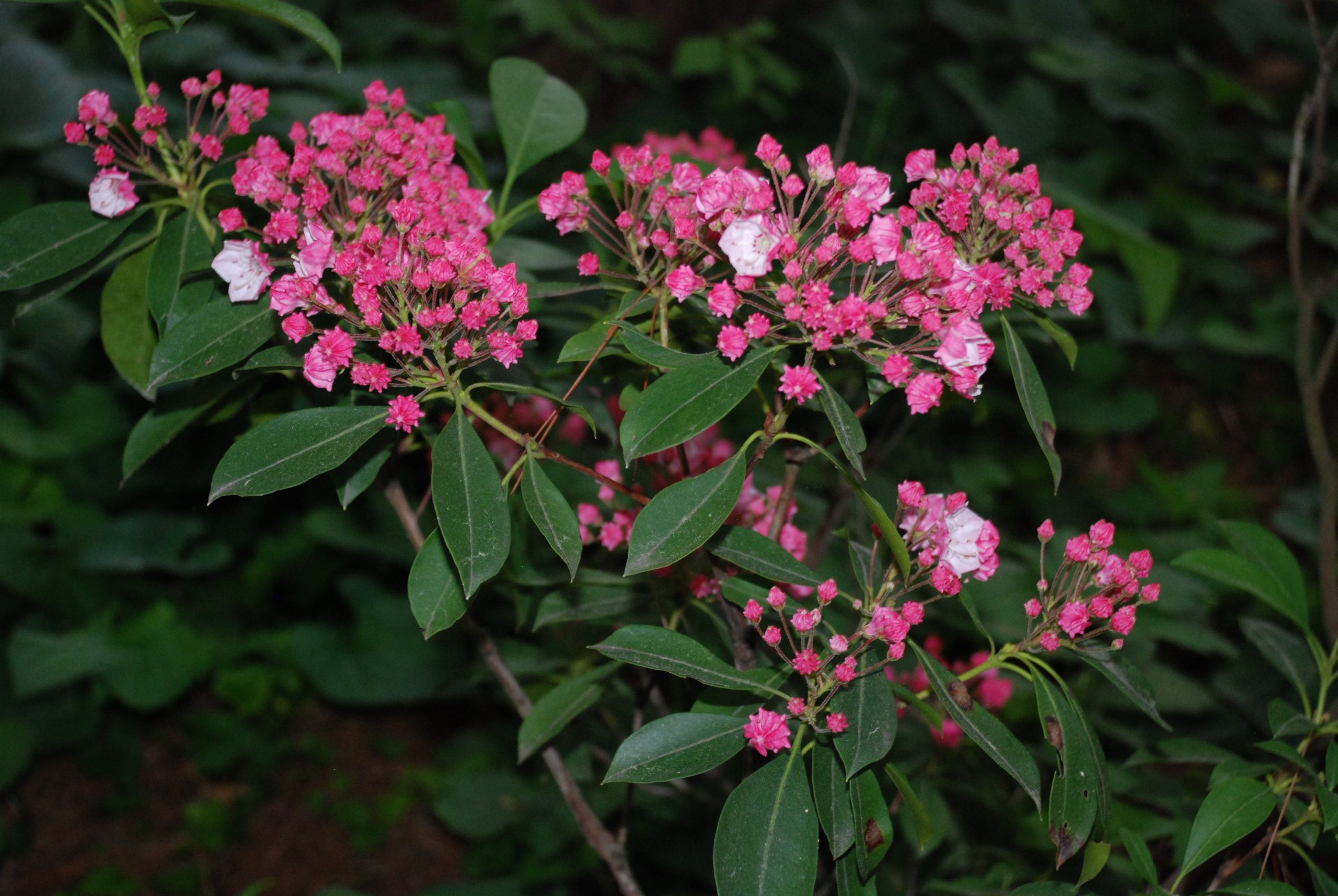 Quemar laurel para que sirve